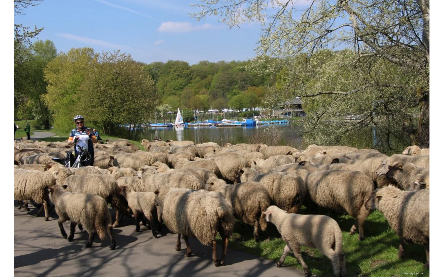 Ein Radfahrer zwischen einer Schafsherde, die gerade den RuhrtalRadweg überquert.
