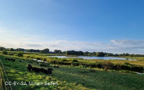 Schafe am Steinhorster Becken