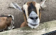 Tierpark Nadermann | Delbrück