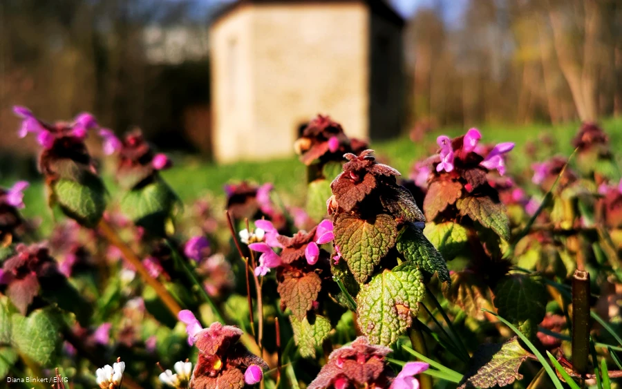 Sankt Annenkapelle Frühling