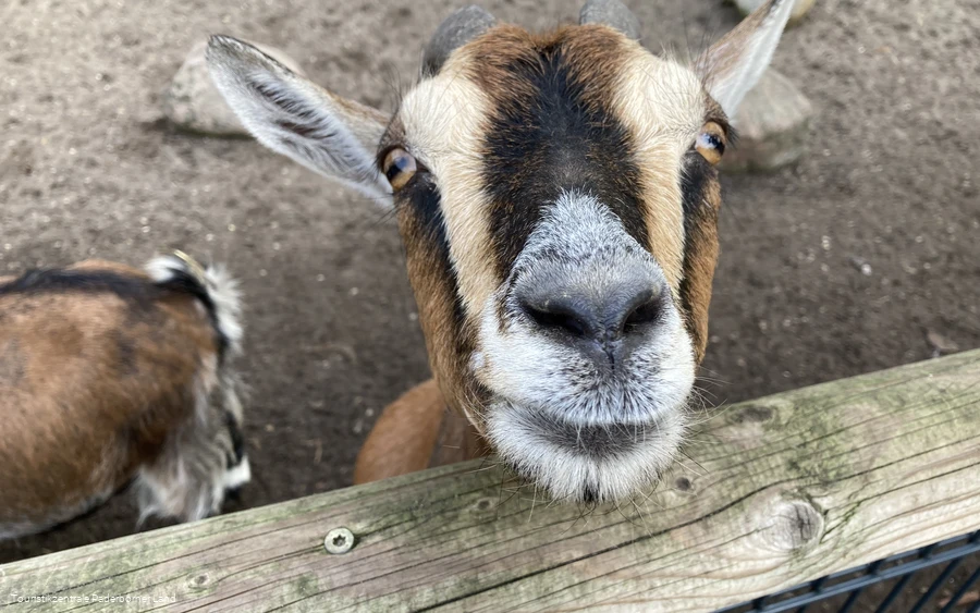 Tierpark Nadermann | Delbrück