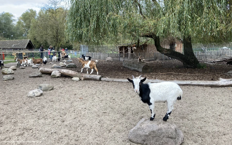 Tierpark Nadermann | Delbrück Tierpark Nadermann | Delbrück