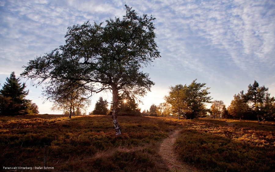 Eine Heidelandschaft mit Spazierweg und einem großen Baum bei Sonnenaufgang.