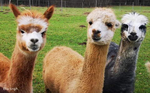 Drei niedliche Alpakas