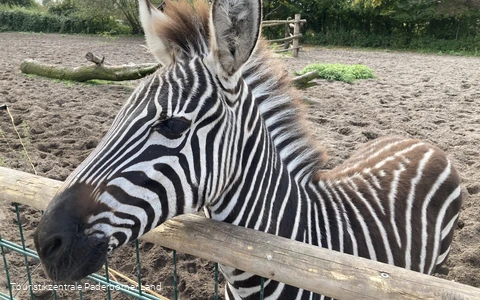 Tierpark Nadermann | Delbrück