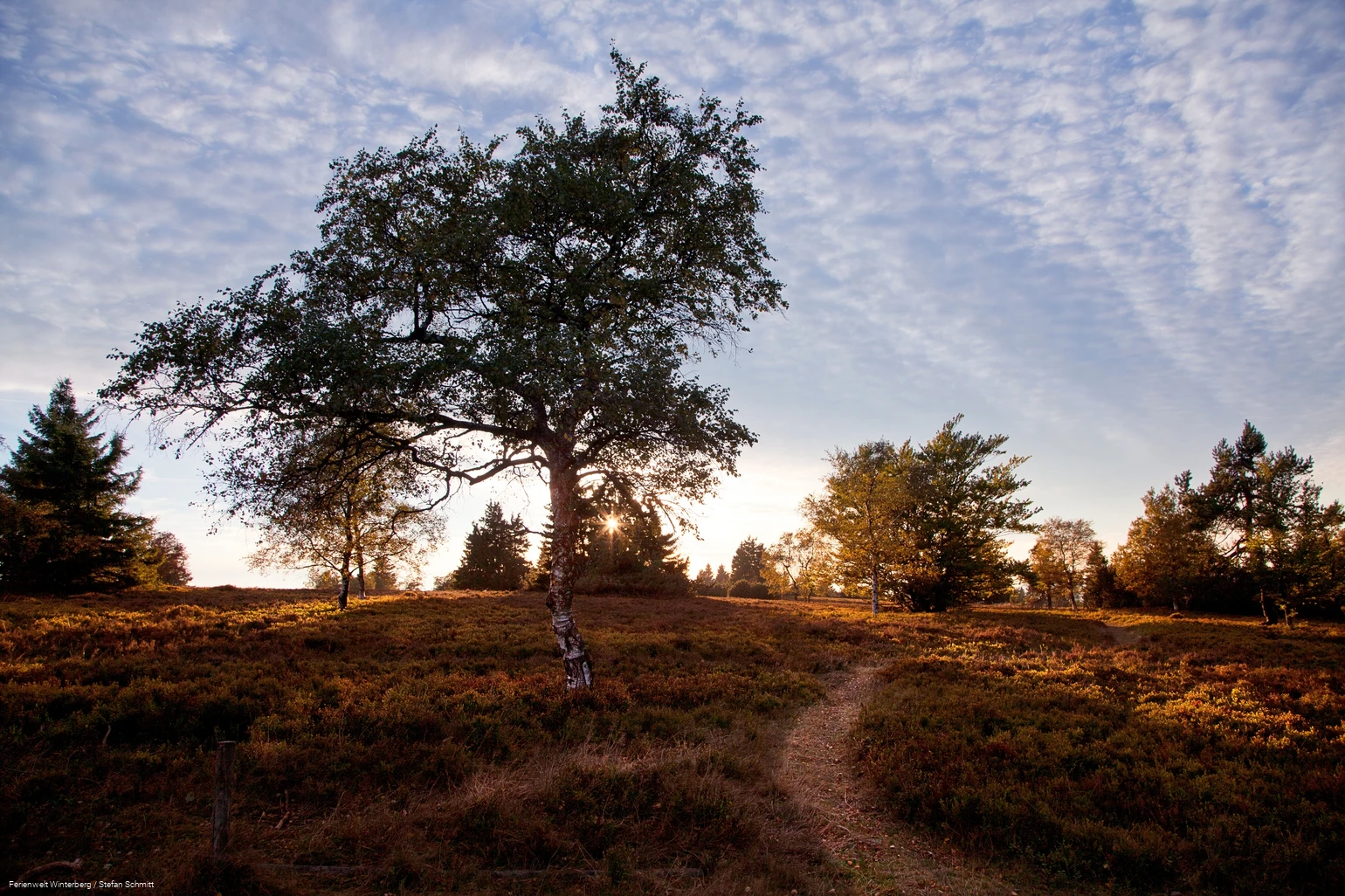 Eine Heidelandschaft mit Spazierweg und einem großen Baum bei Sonnenaufgang.