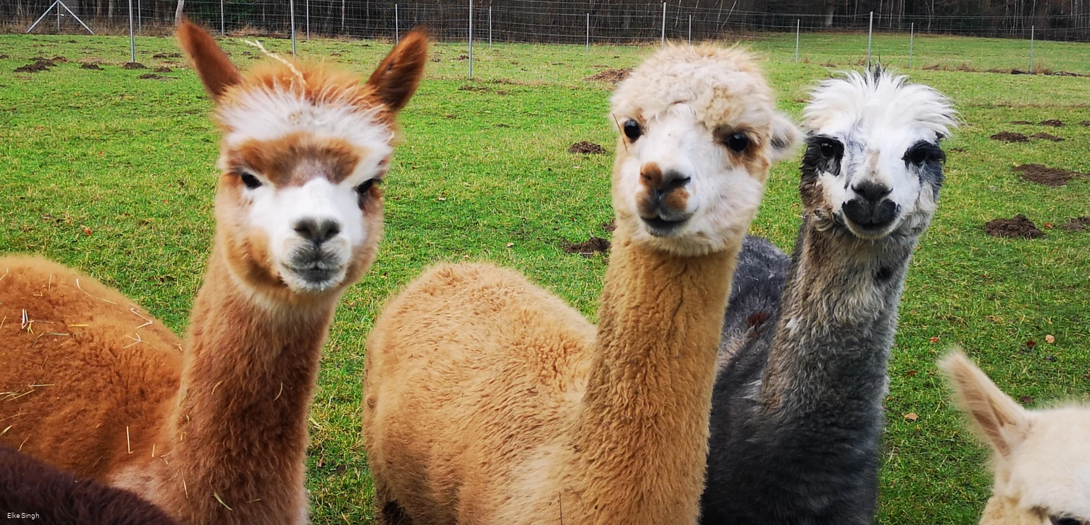 Drei niedliche Alpakas