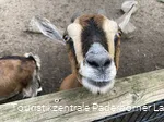 Tierpark Nadermann | Delbrück