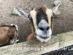 Tierpark Nadermann | Delbrück