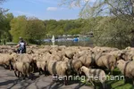 Ein Radfahrer zwischen einer Schafsherde, die gerade den RuhrtalRadweg überquert.
