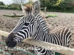Tierpark Nadermann | Delbrück